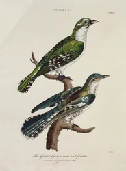 Gilded Cuckoo, Male and Female